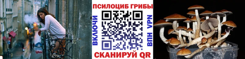 kraken вход  Заполярный  Галлюциногенные грибы Psilocybine cubensis 